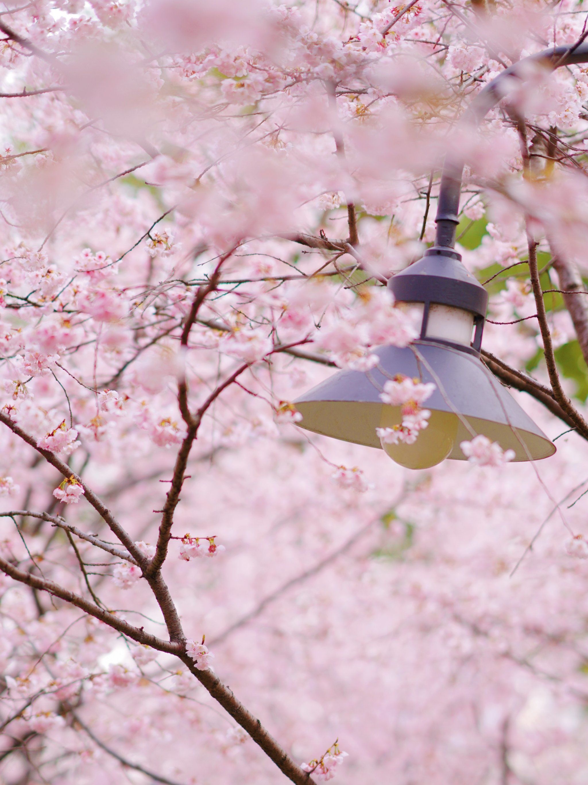 上海市区的樱花开啦‼️