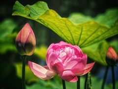 -陈家山荷花公园