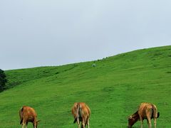 -大姆山草场