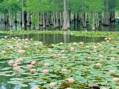 -白鹭湾湿地公园