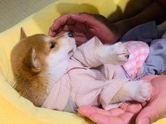 -逗柴咖啡屋·狗咖猫咖宠物桌游