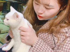 -猫色咖啡·猫咖