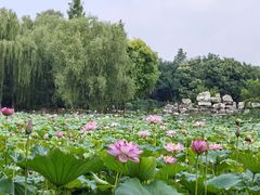 -东升八家郊野公园