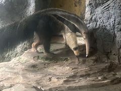 -深圳野生动物园