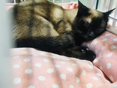 -藏猫猫咖啡主题馆(中央大道店)