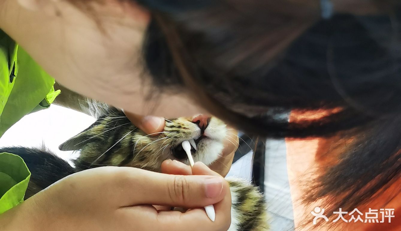 做个爱洗澡的猫吧