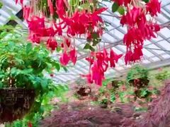-斐兹洛伊花园