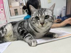 -宠颐生汉谟拉比宠物医院