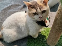 -猫爷宠物生活馆·撸猫馆