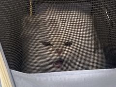 -四月宠物医院·猫专科·心脏专科·内科(转塘店)