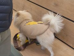 -瑞鹏宠物医院·宠保定点·心脏科·内科(御桥分院)