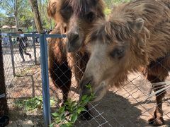 -长白岛森林公园