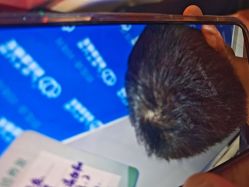 -碧莲盛·不剃发植发