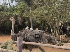 -海南热带野生动植物园
