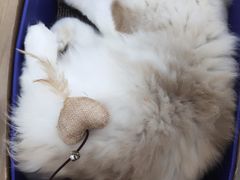 -李小姐の猫咖啡馆(五角场店)