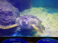 -上海长江河口科技馆