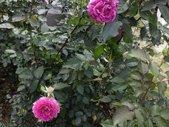 -人民公园(罗湖区)