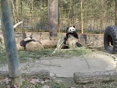 -都江堰中华大熊猫苑
