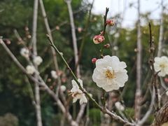 -广州市白云山风景名胜区