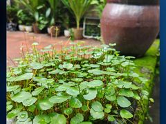 -农厨好味·温泉鹅·农家菜