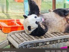 -栾川竹海野生动物园