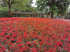 -广州市流溪河国家森林公园