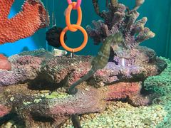-海合安武汉极地海洋公园