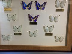 -上海昆虫博物馆