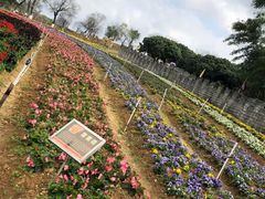 -松山湖梦幻百花洲