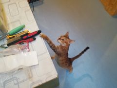 -猫色咖啡·猫咖