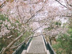 -樱花山风景区