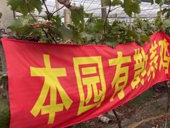 -马陆小张葡萄园农家乐