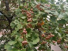 -四川大学(华西校区)