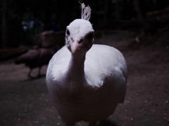 -哈尔滨北方森林动物园