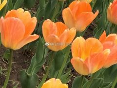 -长春公园(普阳街道)