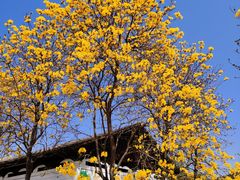 -天适樱花悠乐园