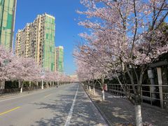 -高东镇樱花园