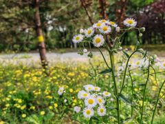 -永定河休闲森林公园