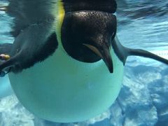 -帝企鹅自助餐厅•儿童岛•真企鹅(长隆企鹅酒店)