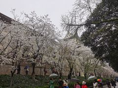 -武汉大学-樱园