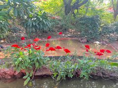 -广州长隆飞鸟乐园