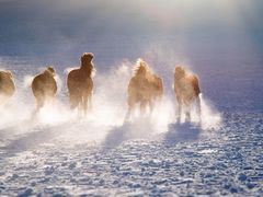 -塞罕坝国家级自然保护区