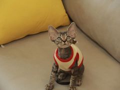-猫十亿·布偶金渐层·曼基康矮脚猫舍(青年路店)