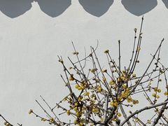 -无锡梅园公园
