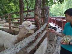 -清迈夜间动物园