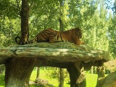 -北京野生动物园