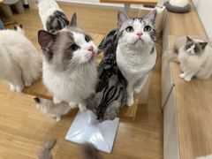 -有喵·猫咖·狗咖·30几只猫10只小狗(岗厦店)