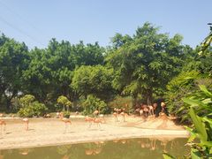 -广州长隆飞鸟乐园