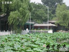 荷花-小王府(什刹海店)