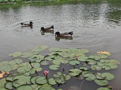 -苏州上方山国家森林公园